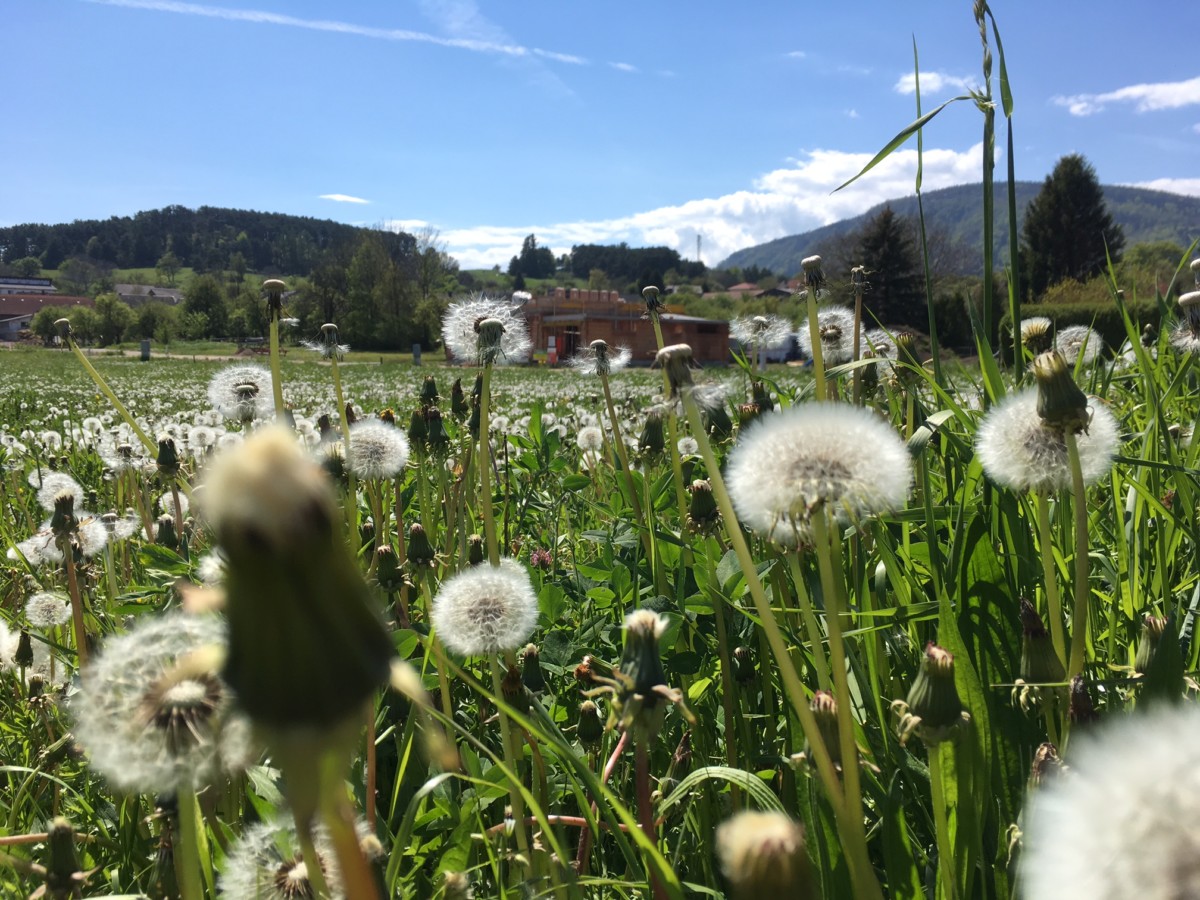 Pusteblume - Käsehobel - Versteigern Ettuede Pusteblume - Pusteblume - Käsehobel - Versteigern