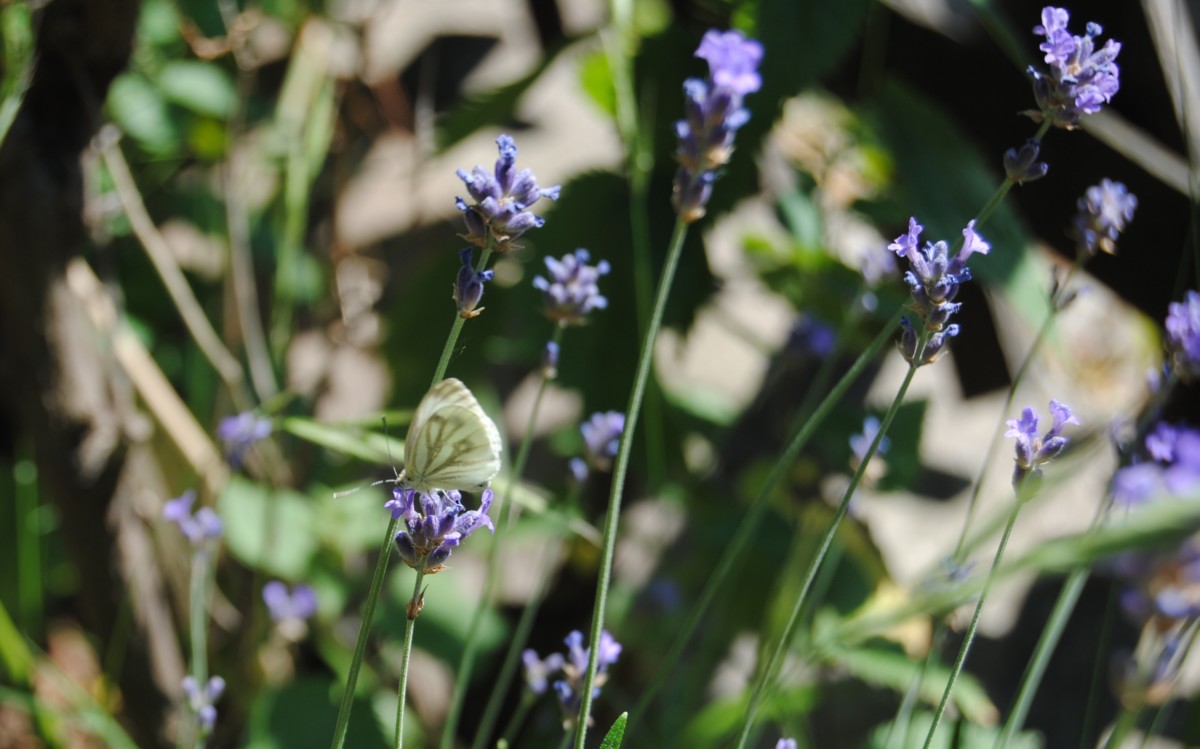 Badesalz - flundernplatt -Lehrmeister Lavendel Schmetterling - Badesalz - flundernplatt -Lehrmeister