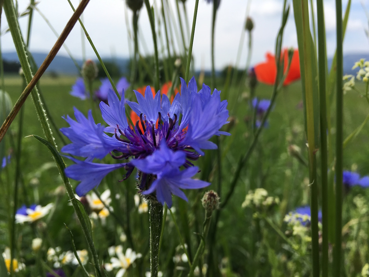 Bunker - Sommerblüten - bittersüß Sommerblumen - Bunker - Sommerblüten - bittersüß