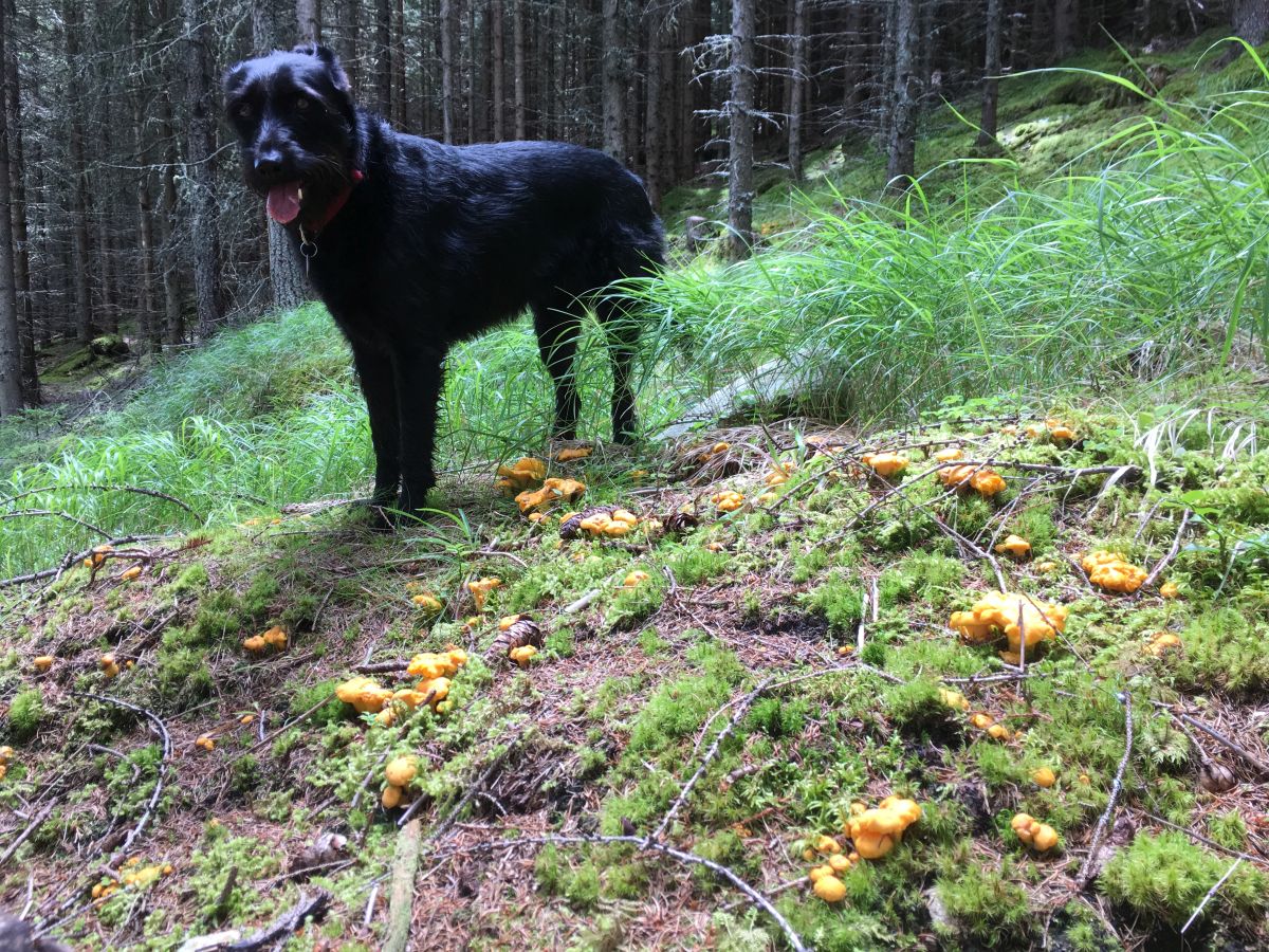 Eierschwammerlnudeln a la Sommerfrische eierschwammerlnudeln 014 - Eierschwammerlnudeln a la Sommerfrische